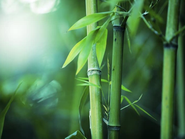 Viscosa di bambù